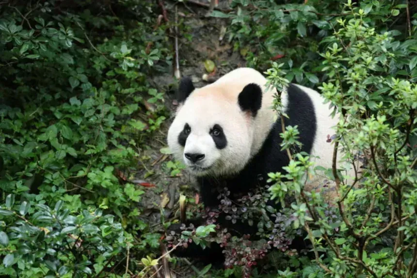 Dois pandas gigantes chegam a zoológico nos Estados Unidos em meio à diplomacia chinesa